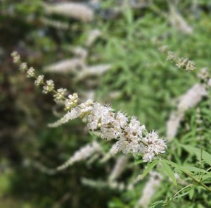 Silver Spires White Vitex, Chaste Tree, Vitex agnus-castus 'Silver Spires'